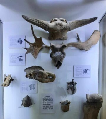 Eine Ausstellung verschiedener Tierschädel in einer Glasvitrine. {{brizy_dc_image_alt imageSrc=